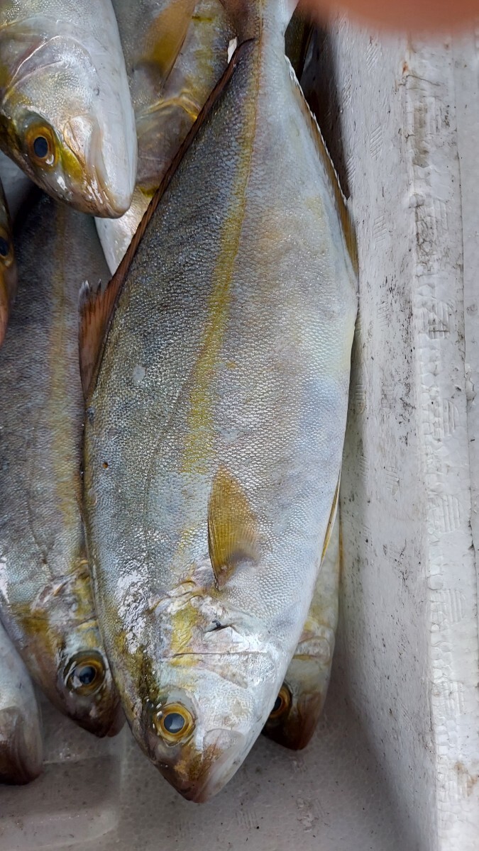 天然カンパチ25cm200g~250g1匹348円即決