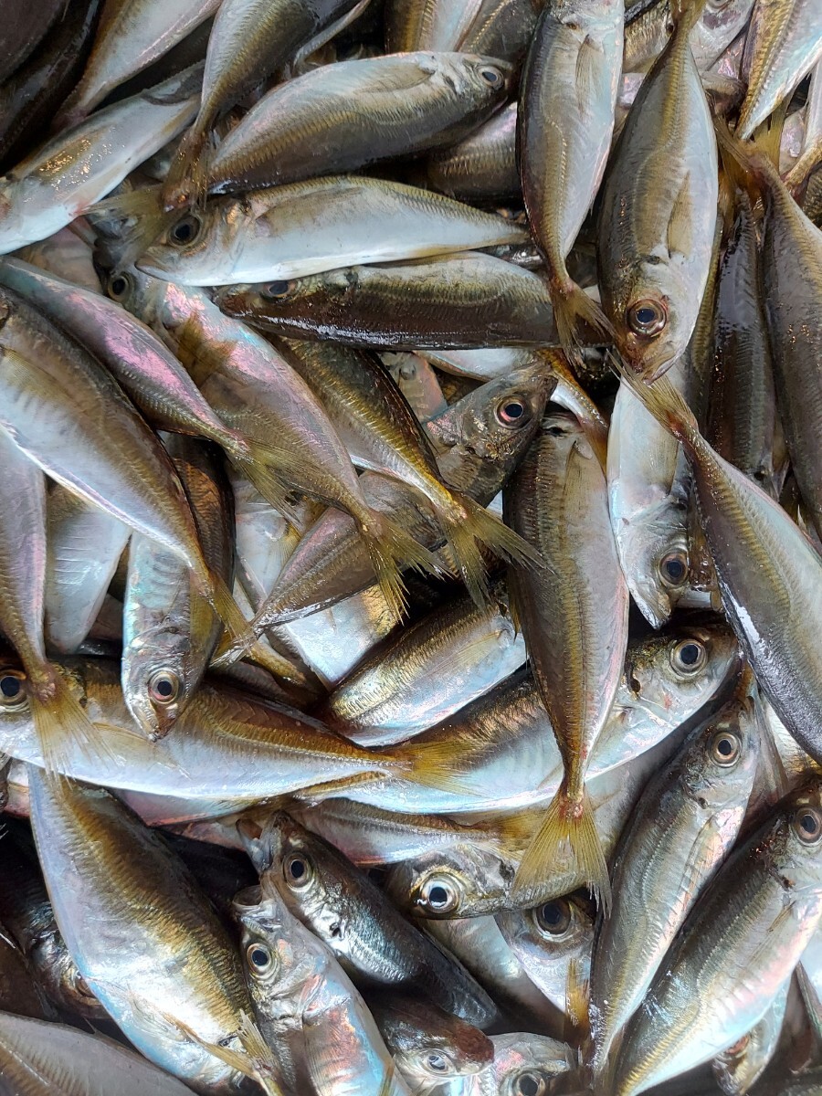 豆アジ10~13cm 24匹500gセット1080円即決