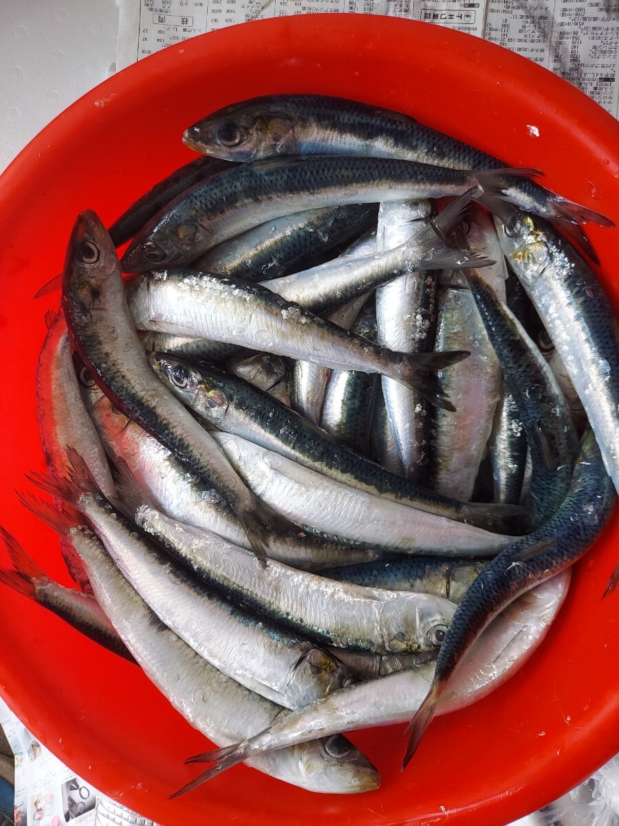 極小マイワシ20~21匹500gセット698円即決