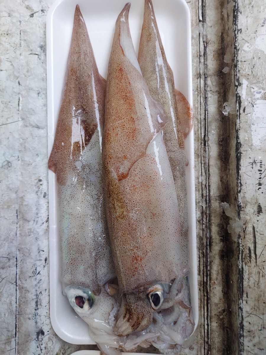 小ヤリイカ7~8入り500gセット1498円即決