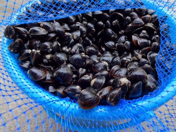 ☆贈答品にも*　島根県宍道湖産　大和しじみ　中　１キロ　 生冷凍　　簡単レシピ付き