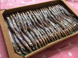 大好評採れたて ニギス丸干し　40尾　お待たせしました^_^