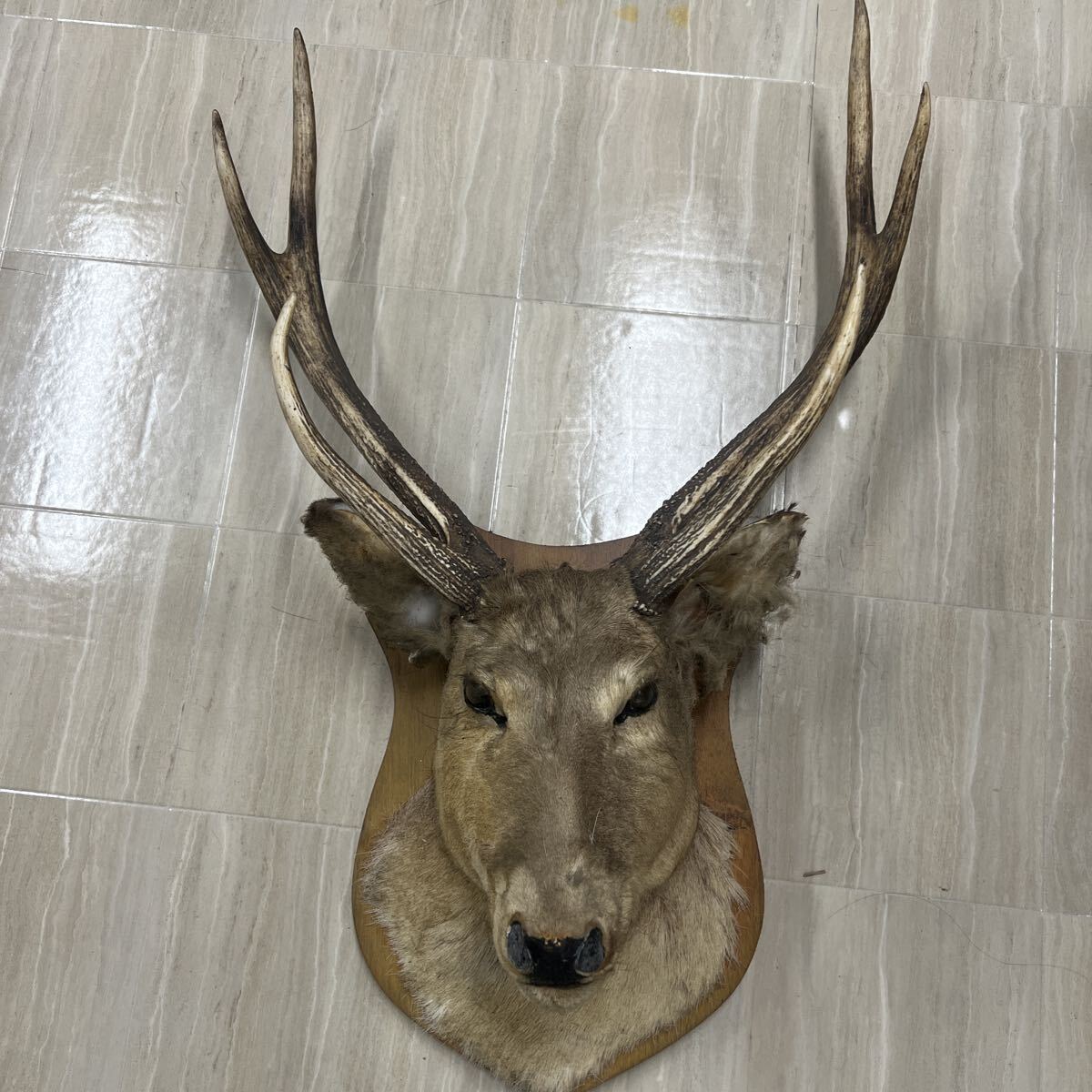 △メ-１F△ オブジェ インテリア 鹿 剥製 置物 ハンティングトロフィー 鹿の角 壁掛け エゾシカ　ホワイト　レア　アンティーク