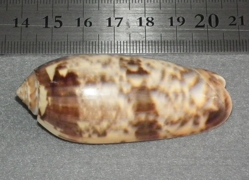 珍しい貝殻　