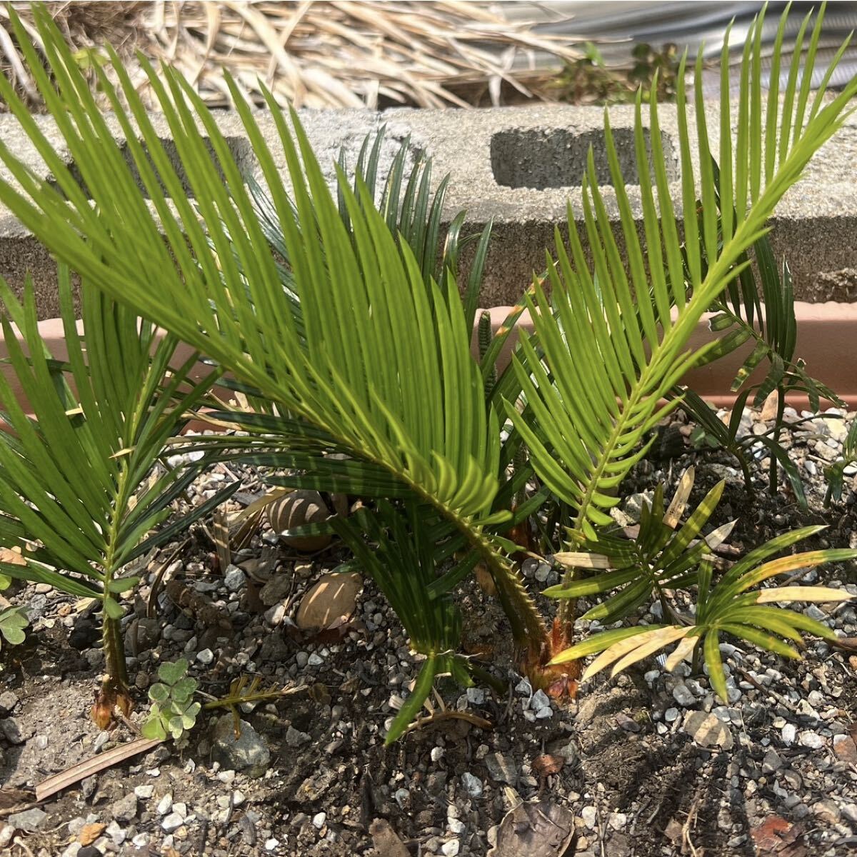 蘇鉄抜き苗( 3年生)