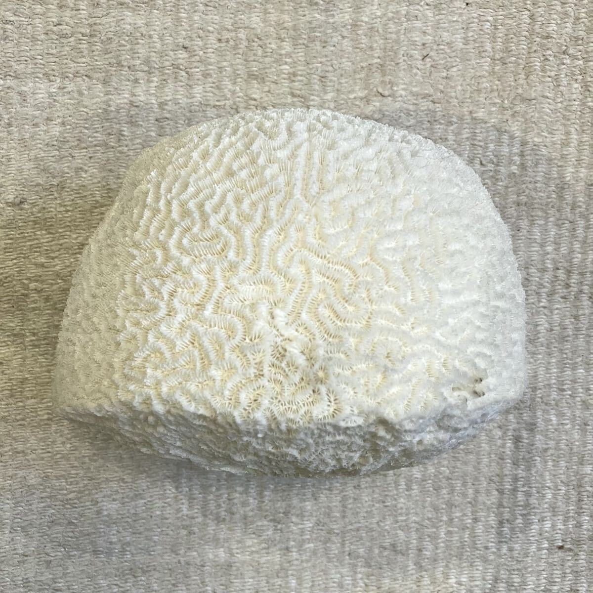 ブレインコーラル サンゴ 標本 外周約51.5cm 16cm 自然科学 インテリア アクアリウム キクメイシ 珊瑚