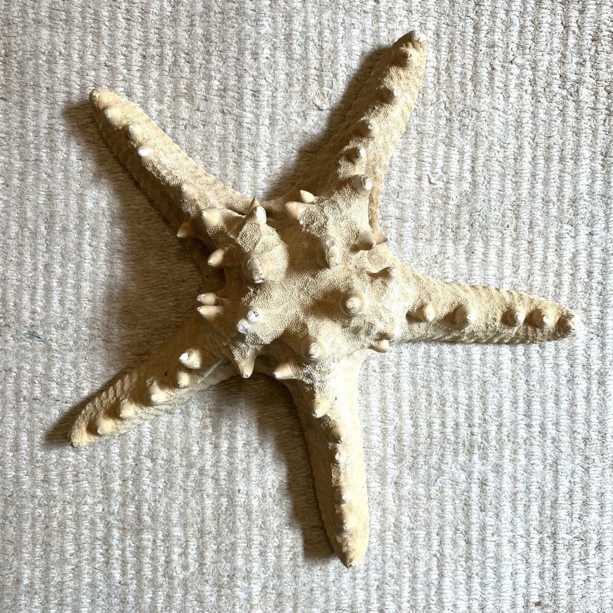 特大 希少 コブヒトデ 標本 23cm 自然科学 インテリア アクアリウム オブジェ