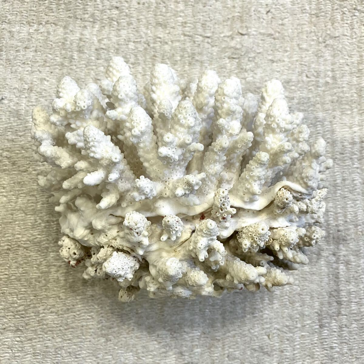 枝状 サンゴ 標本 16.5cm 自然科学 インテリア アクアリウム オブジェ 珊瑚