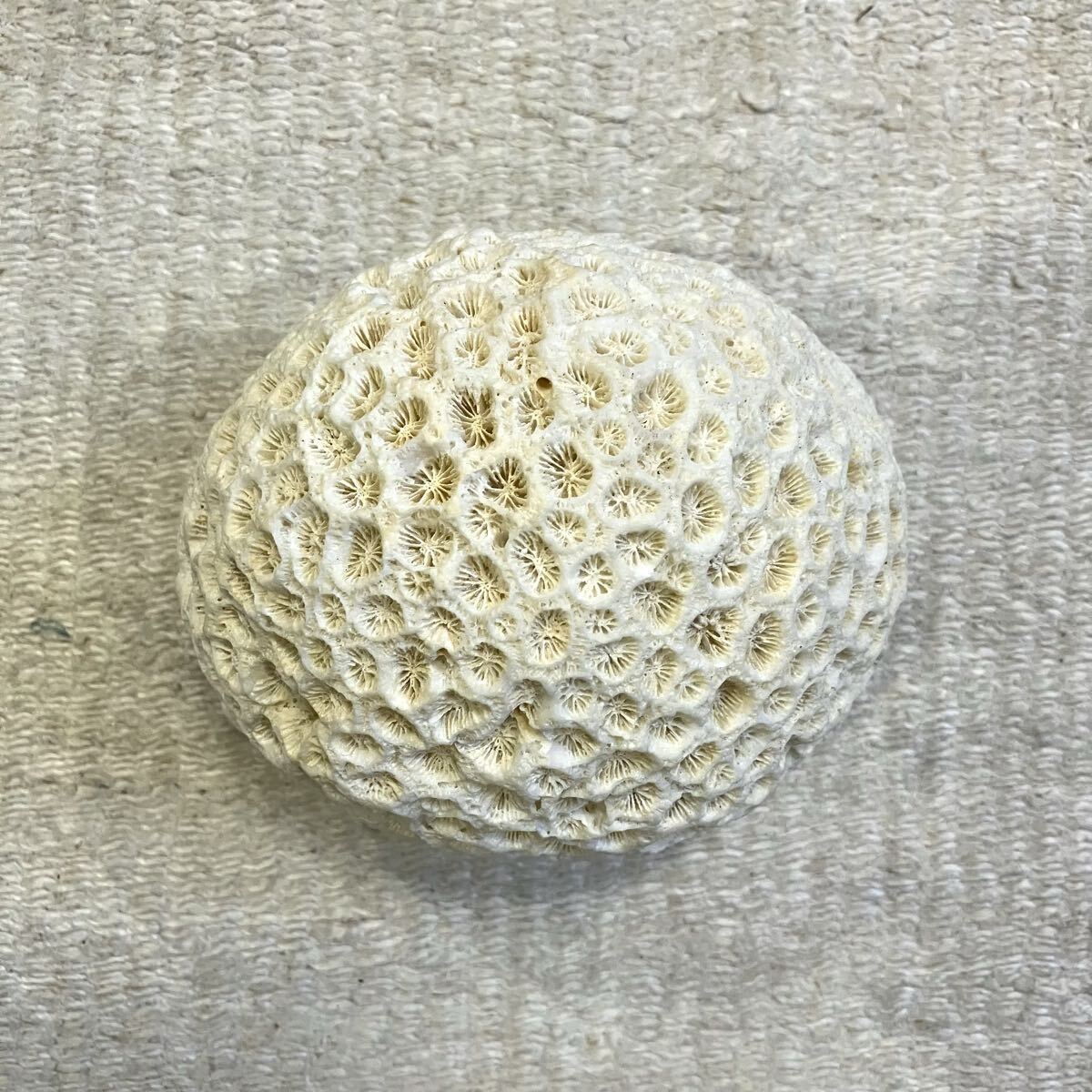 キクメイシ サンゴ 標本 11.5cm 自然科学 インテリア アクアリウム オブジェ 珊瑚