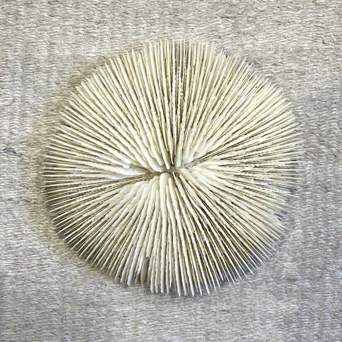 クサビライシ サンゴ 標本 14.5cm 自然科学 インテリア アクアリウム オブジェ 珊瑚