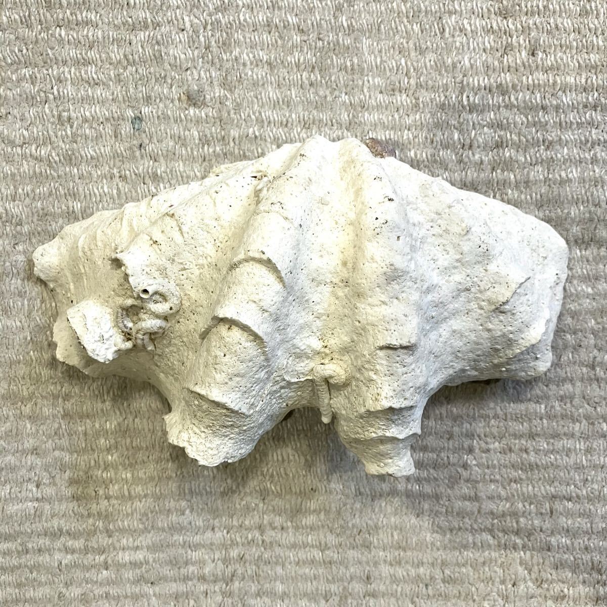 シャコガイ 貝殻 標本 19.5cm 自然科学 インテリア アクアリウム オブジェ