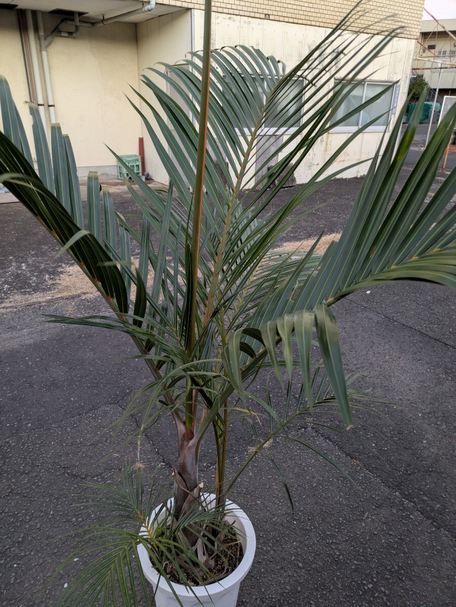 トックリヤシモドキ高さ160センチ 葉イタミあり