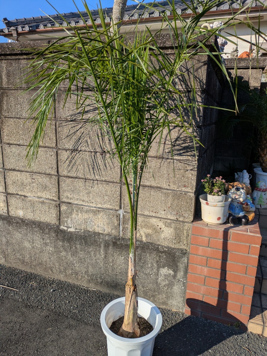 女王ヤシ高さ180センチ