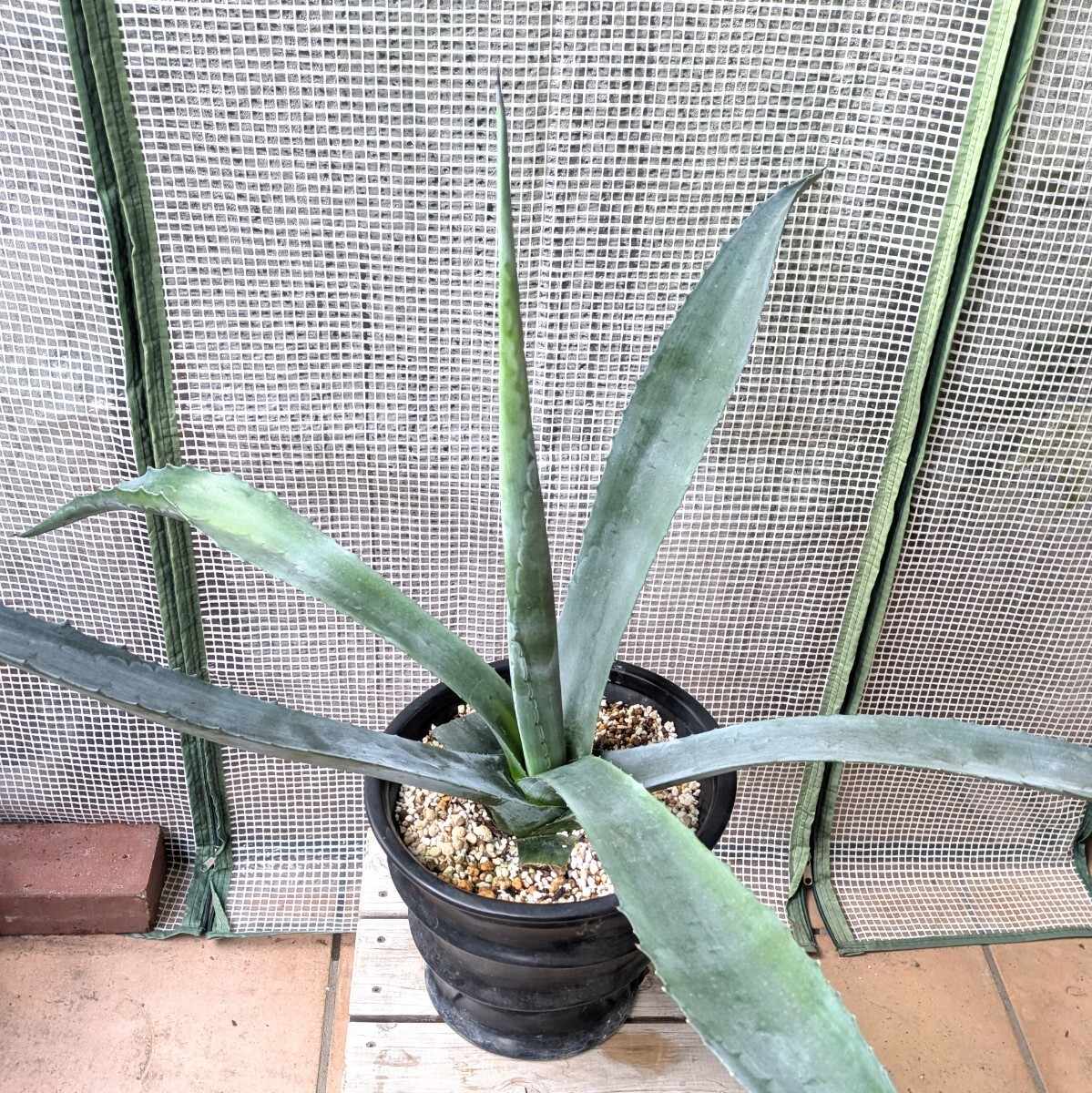 【直接お引取希望・神奈川県川崎市】アガベ アメリカーナ アオノリュウゼツラン 陶器鉢植え