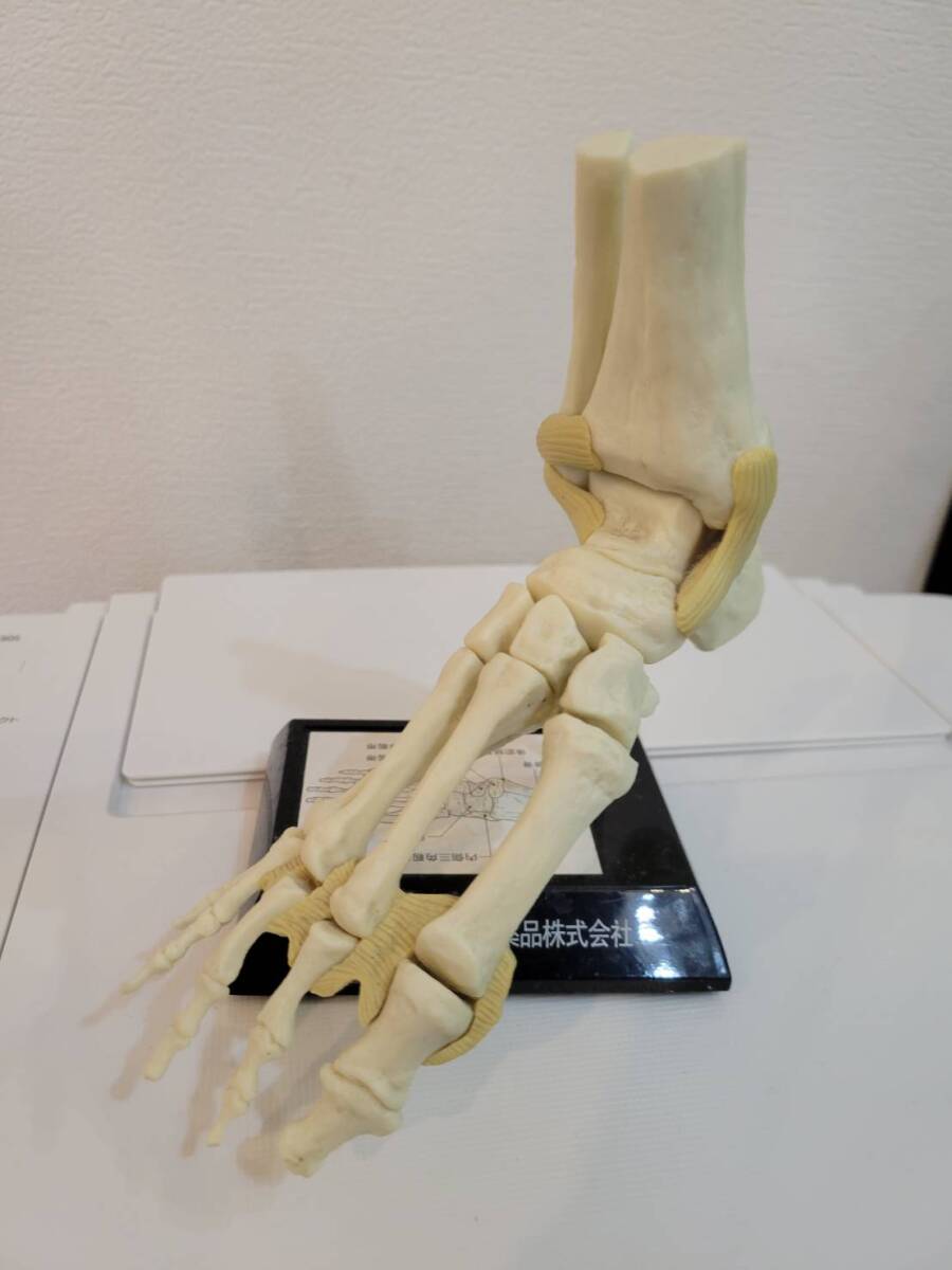 人体模型 足関節と足