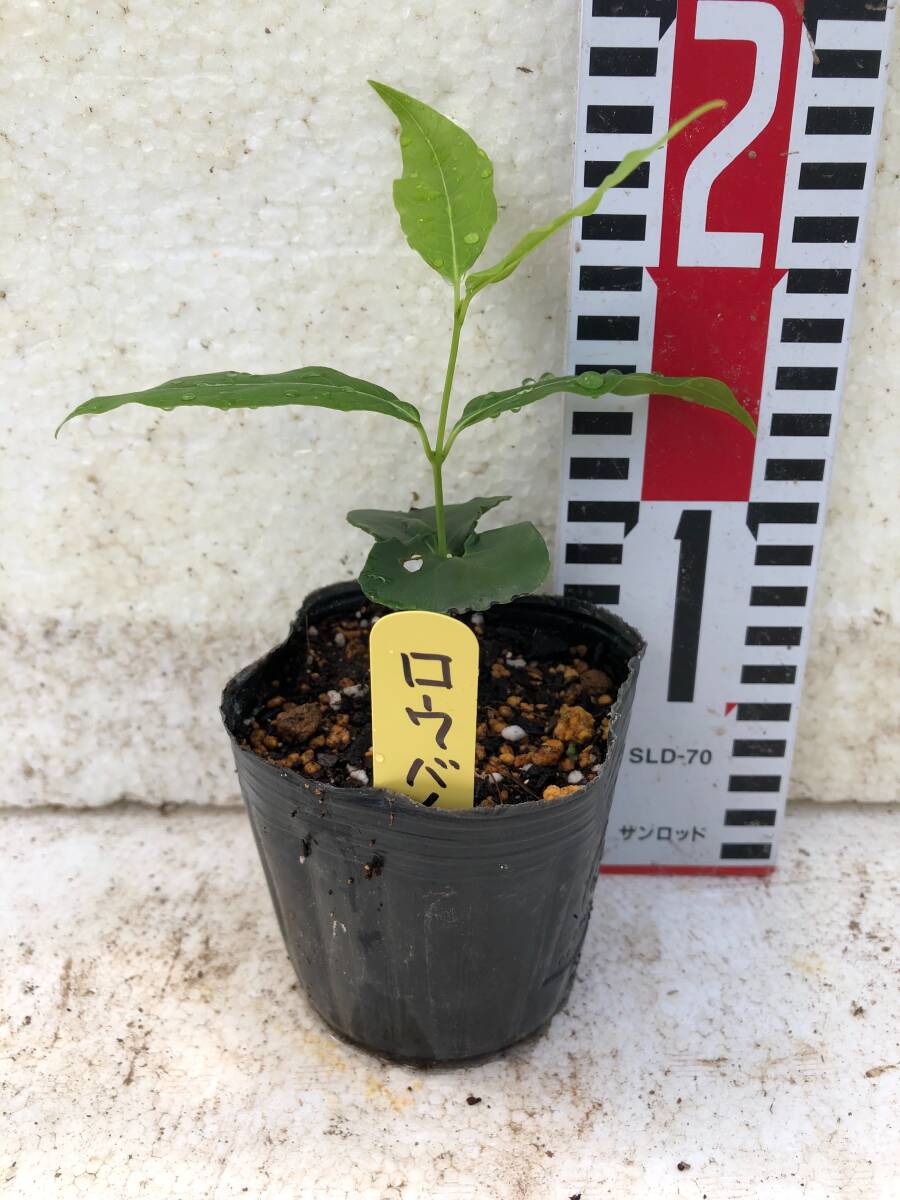 ★梅ロウバイ1~2年生　1苗