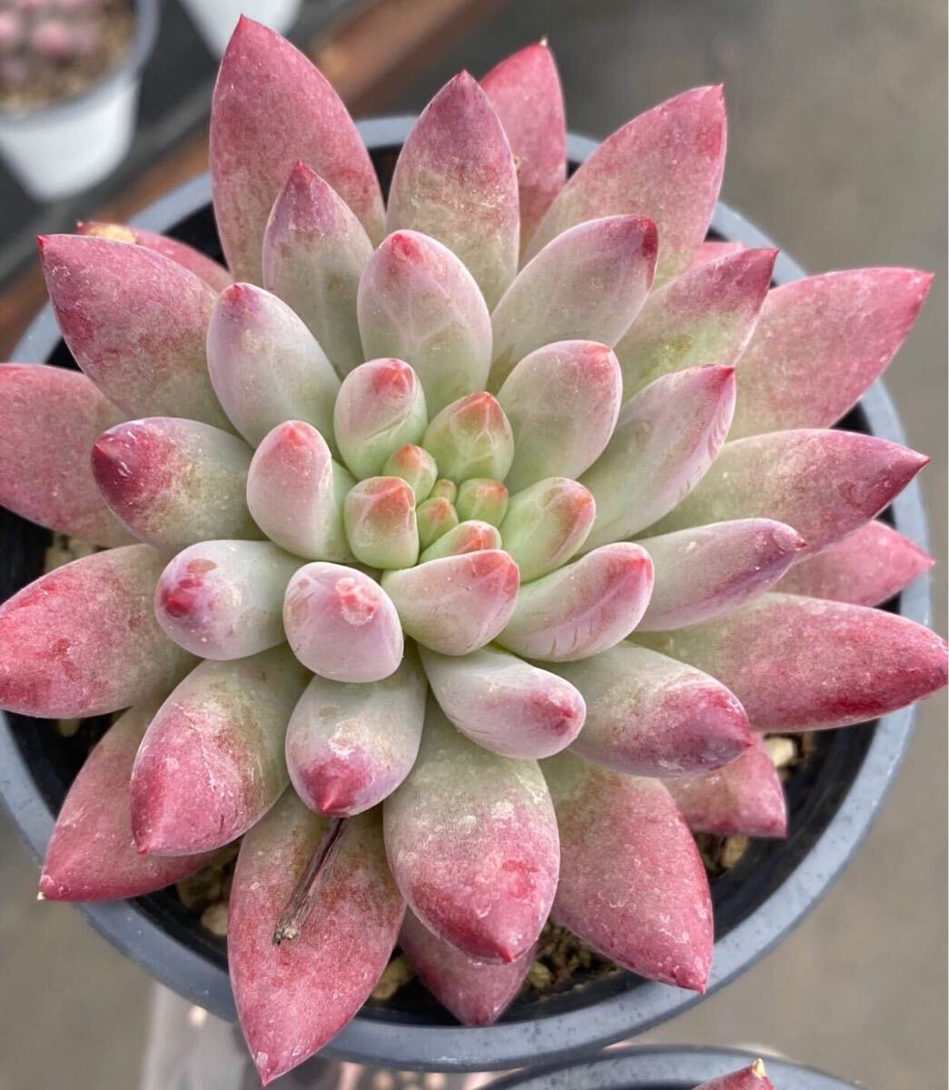 金魚姫　大苗　エケベリア　多肉植物