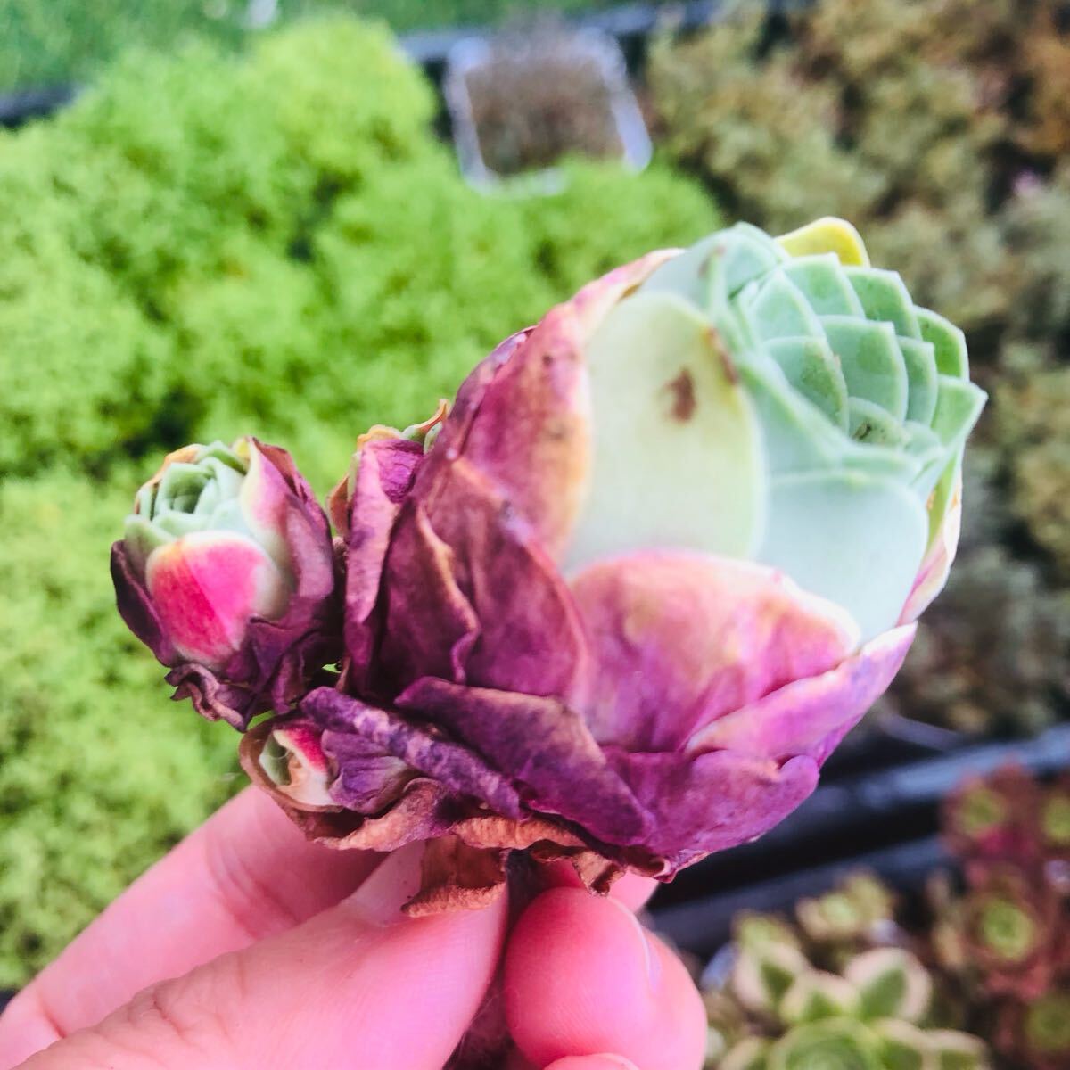 レッドベルベット　子付き　アエオニウム　グリーノビア　多肉植物