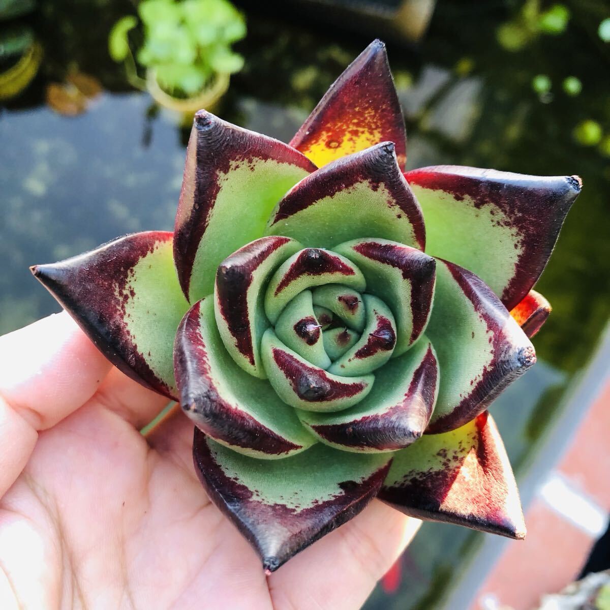 黒魔王　エケベリア　多肉植物