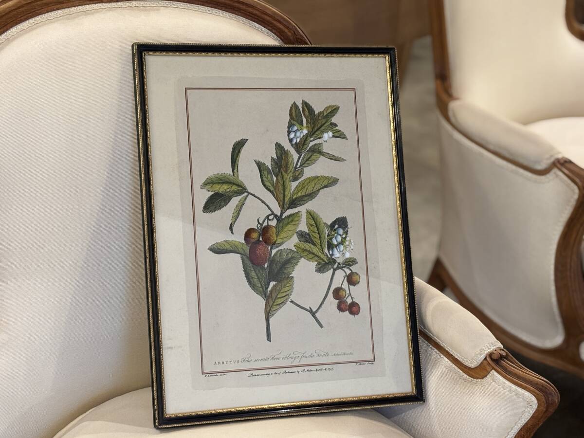 18世紀 アンティーク ボタニカルアート「ARBUTUS」 銅版画 手彩色/1757年/植物図譜/植物チャート/アンティーク壁飾り/