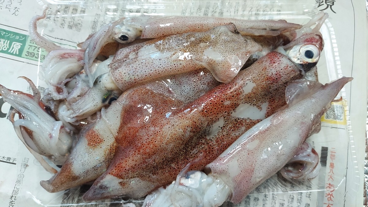 小ヤリイカ胴長15cm9~12入り500gセット1398円即決