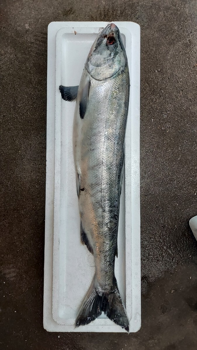 生アキサケ58cm2.25k位1匹2250円即決