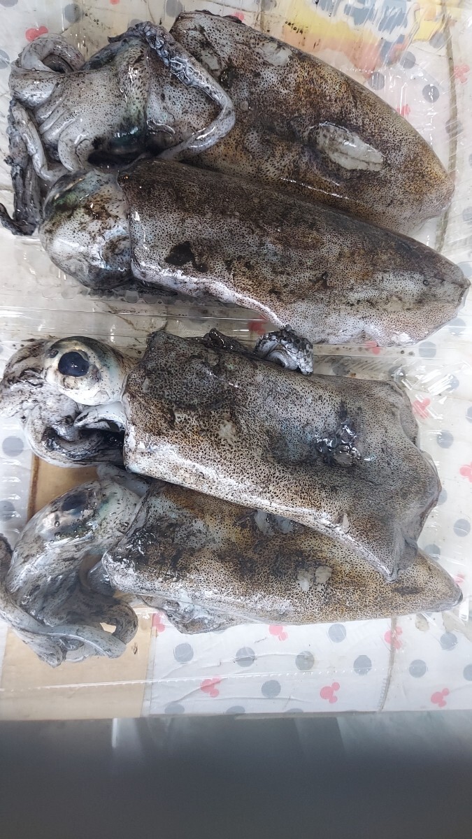 小アオリイカ17cm4匹(440g)セット1198円即決