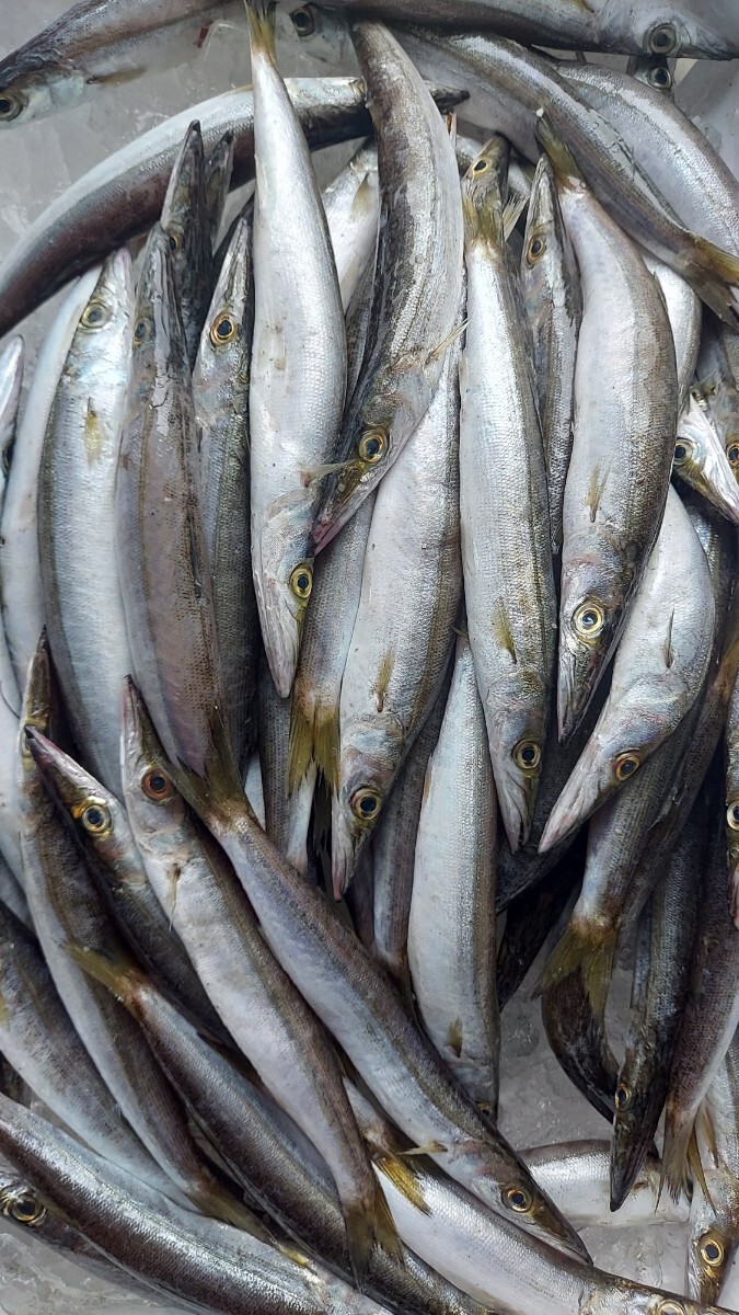 小カマス20~24cm10匹(750~780g)セット698円即決