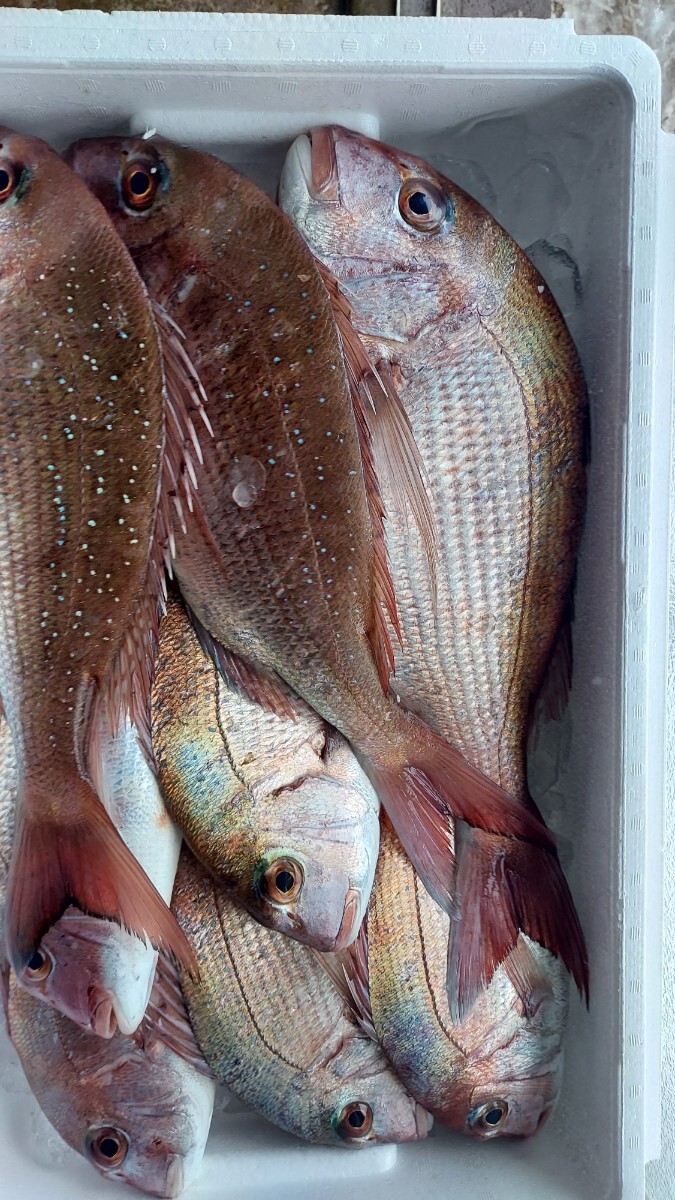 天然マダイ50cm1130g1匹1980円即決