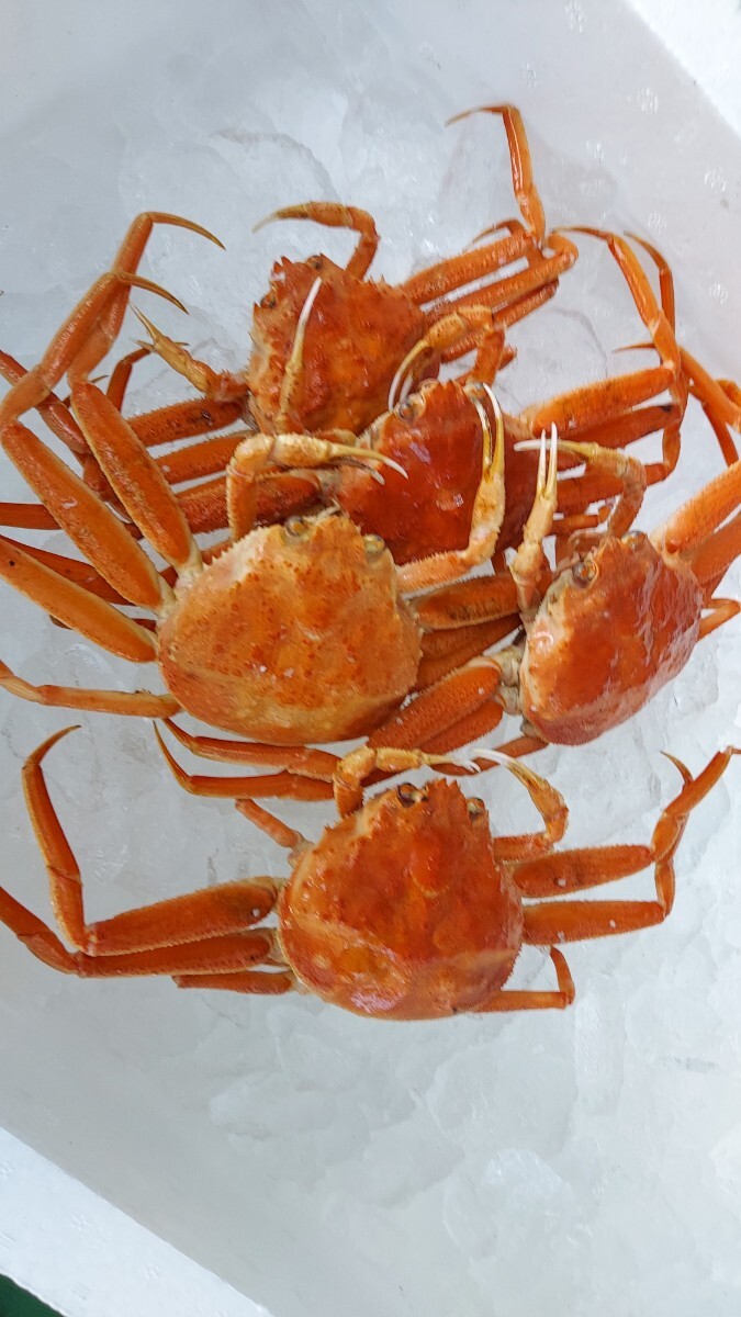 特売！メスズワイガニ23匹3.0k箱7980円即決