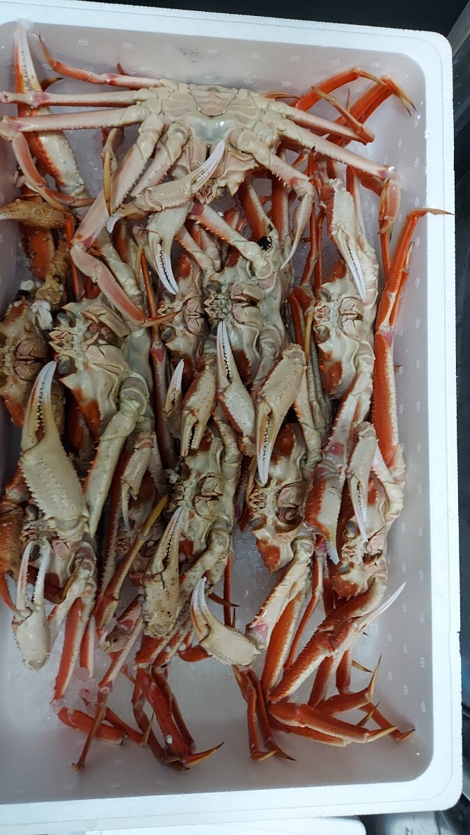 お花見セール特上ズワイガニ9匹3.0k箱6980円即決