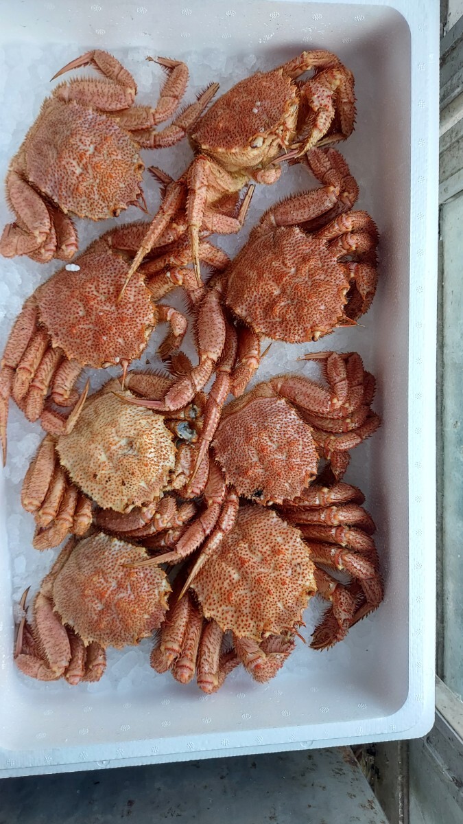 大型毛がにキズ300g1匹2800円即決