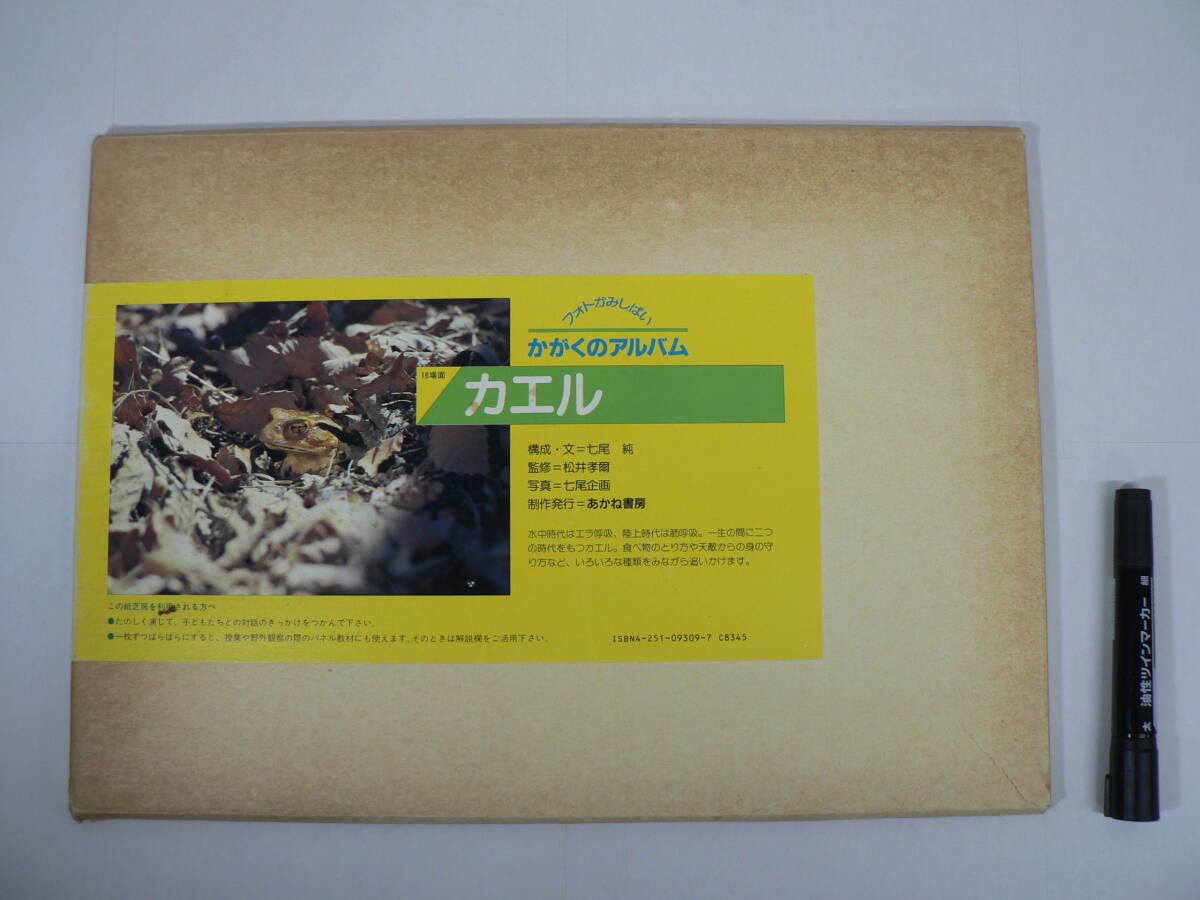 紙芝居『フォトかみしばい かがくのアルバム : カエル』16場面 あかね書房 七尾純 / 科学 生物 生き物 両生類 蛙