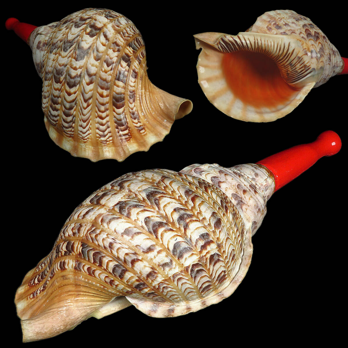 【SAKURAYA】超特大 全長45.5cm 法螺貝 網袋付 ほら貝 ホラガイ 笛 真言宗 天台宗 山伏 修験道 密教 護摩 法具 仏具 寺院 行者 和楽器 時代