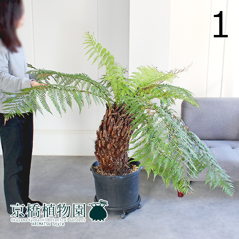 【現品】ディクソニア・アンタルクティカ 17号 黒鉢（1）Dicksonia antarctica