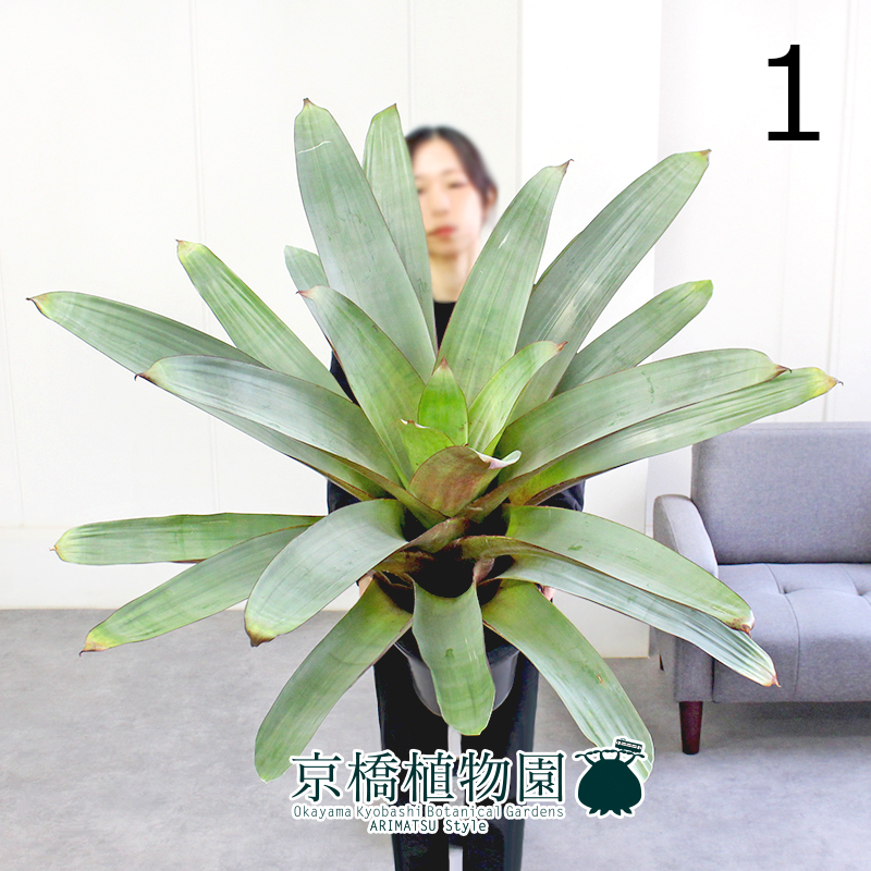 【現品】アルカンタレア・インペリアリス・ルブラ（フリーセア）皇帝アナナス 8号 黒鉢（1）Alcantarea imperialis