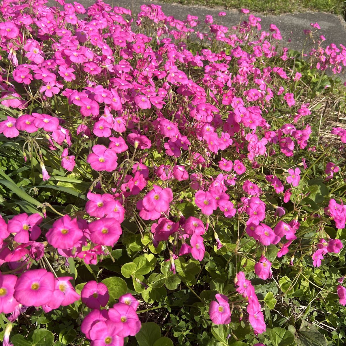 オキザリス苗(10本)