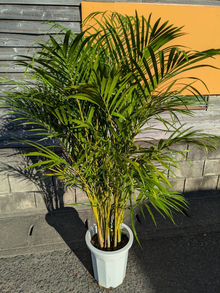 アレカヤシ高さ160センチ 