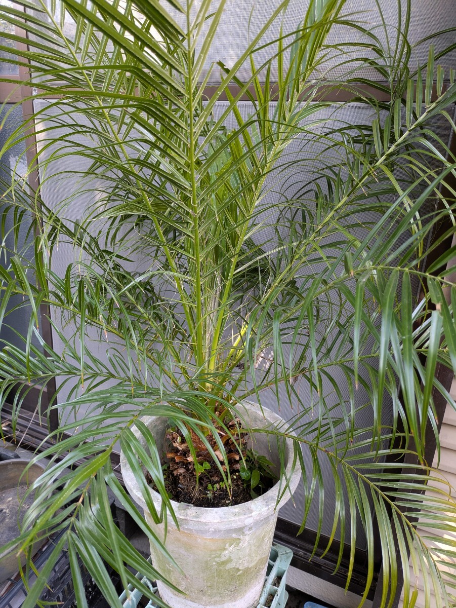 フェニックスロベレニー高さ120センチ 