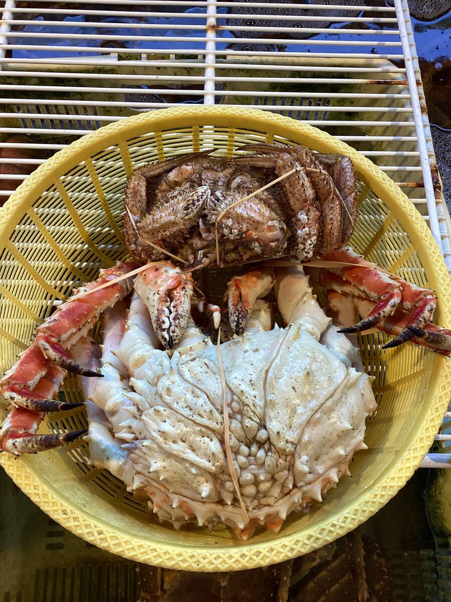 【現品限り！】北海道産　ボイルタラバカニ姿　ボイル毛ガニ姿（冷凍）＜訳ありセット　1.7kg＞ 