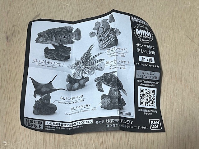 サンゴ礁に住む生き物　04.ナンヨウマンタ