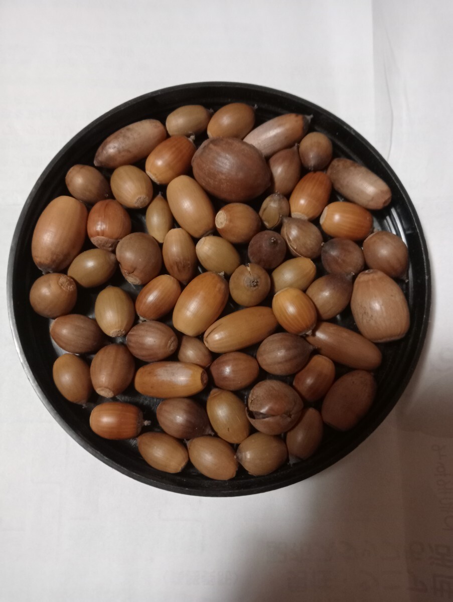 どんぐり50個 ほどＡ　クヌギと椎の実　小3