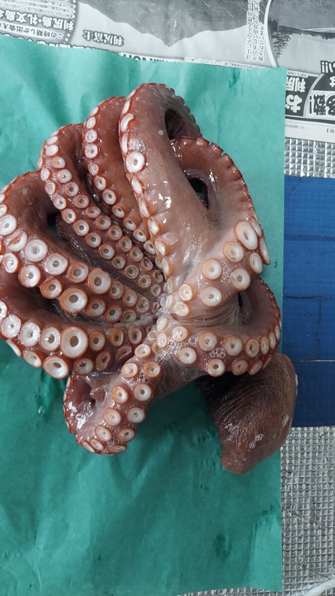 ゆでタコ43cm1520g1匹3980円即決