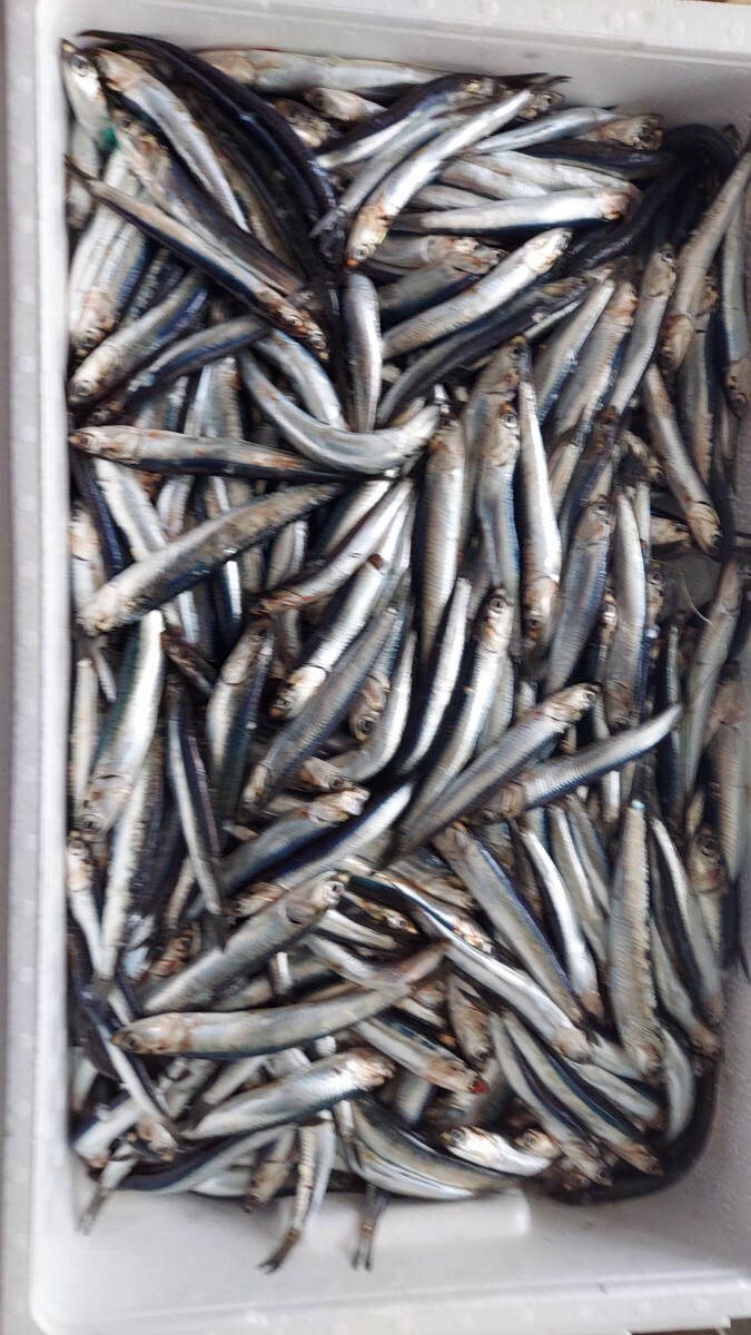 極小セグロイワシ10~12cm48匹500gセット798円即決