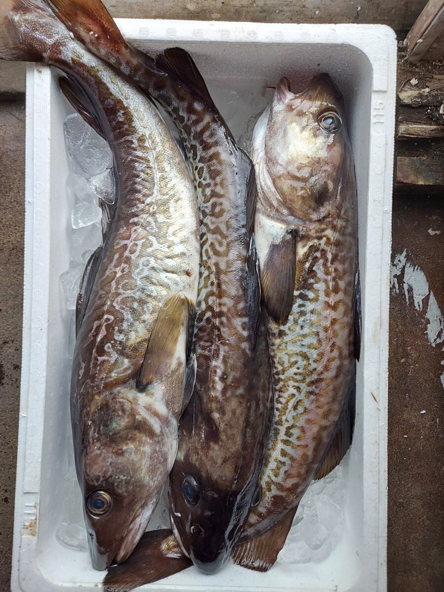 60cm マダラ2.5k位1本1980円即決