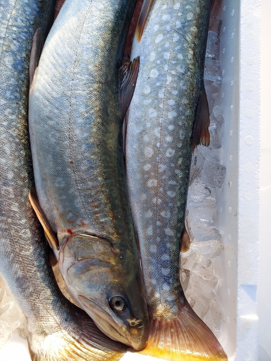 巨大アメマス58cm1.68k1匹1890円即決