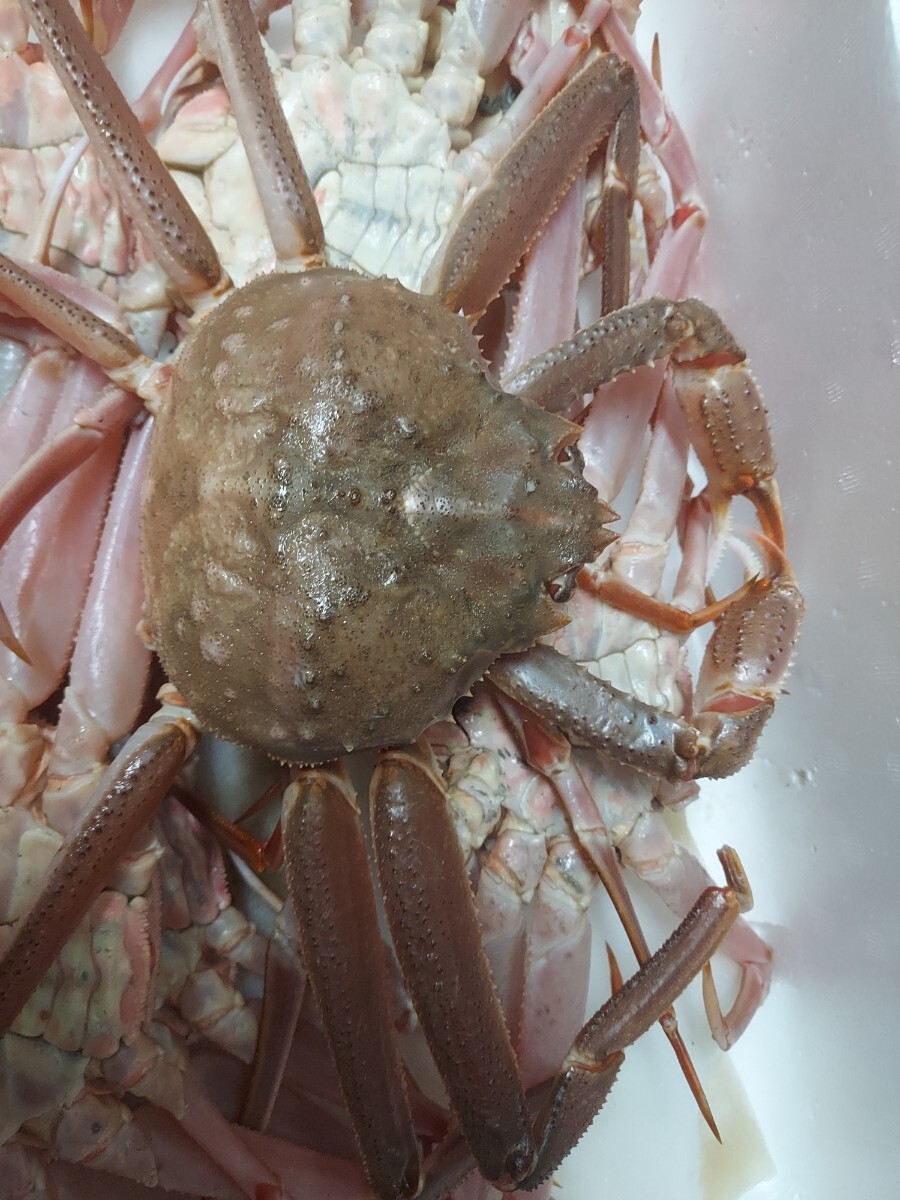 お花見セール大型活ズワイガニ35cm11匹3.0k箱7998円即決。冷凍発送。(オオズワイ種)