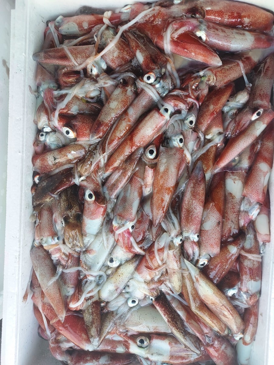 中ヤリイカ25cm 6～7本位500gセット1598円即決