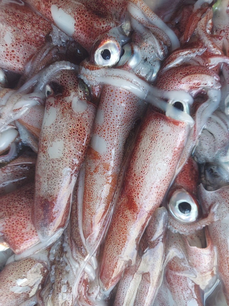 中ヤリイカ5~6入り500gセット1348円即決