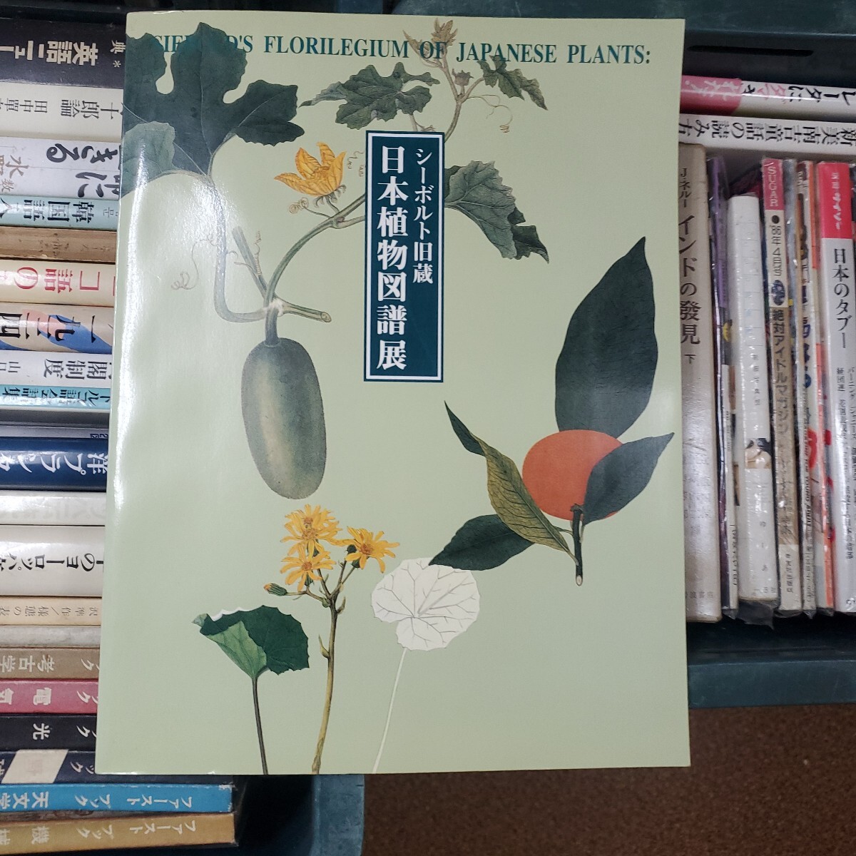 日本植物図譜展 : シーボルト旧蔵